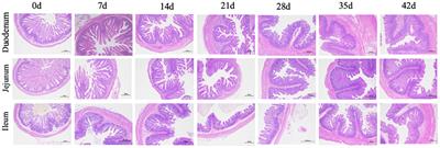 Developmental Profiling of Dietary Carbohydrate Digestion in Piglets